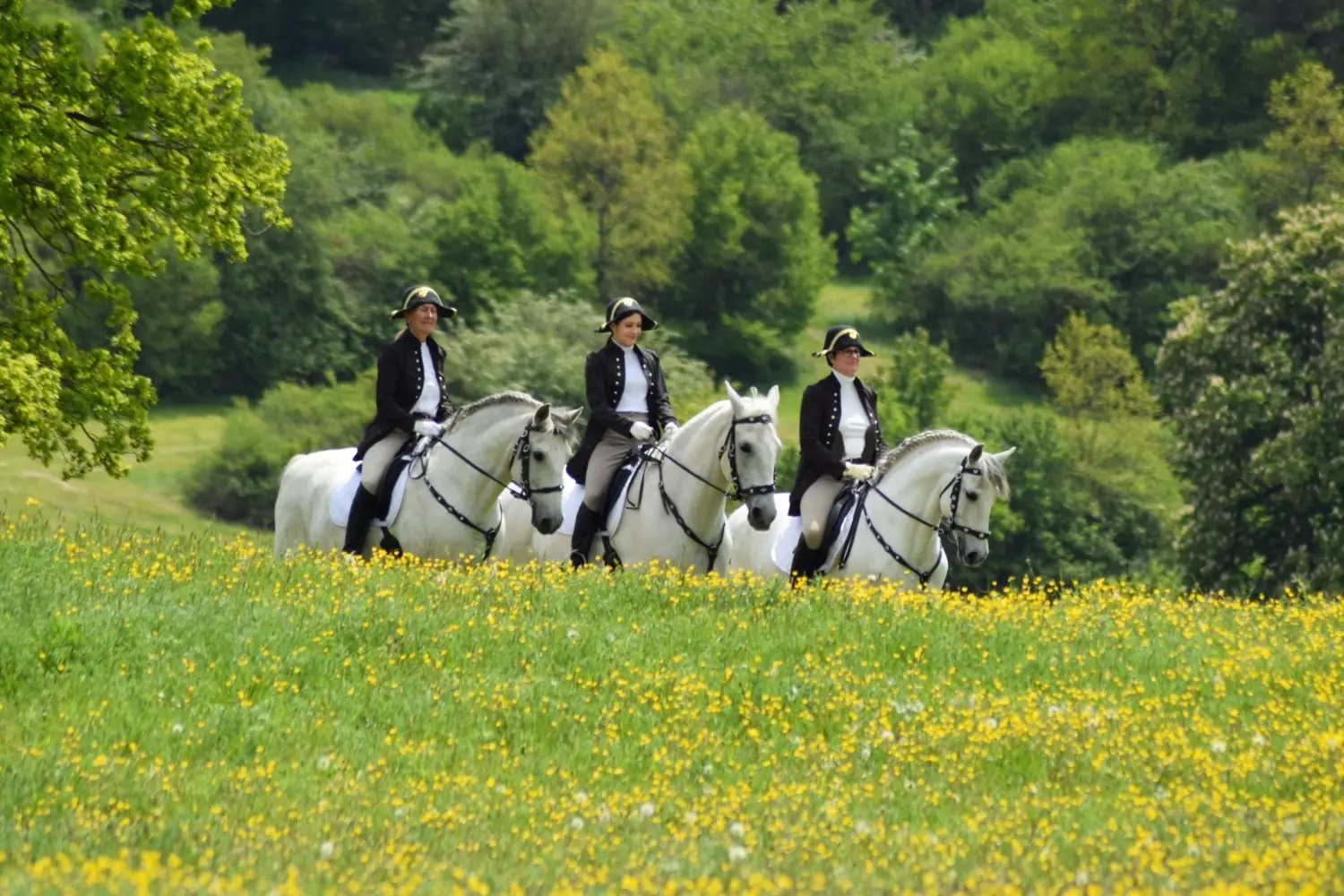 Drei Reiterinnen in barocker Uniform mit Dreispitz reiten auf Schimmeln über eine blühende Butterblumenwiese am Waldrand