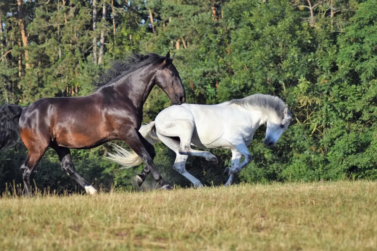 Ein Brauner und ein Schimmel galoppieren nebeneinander über eine Weide am Waldrand