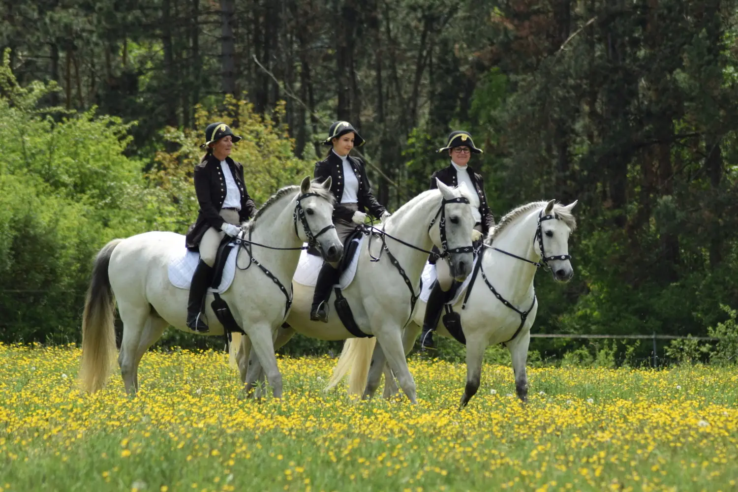 Drei Reiterinnen in barocken Uniformen mit Dreispitz auf Schimmeln in einer blühenden Wiese vor dem Wald