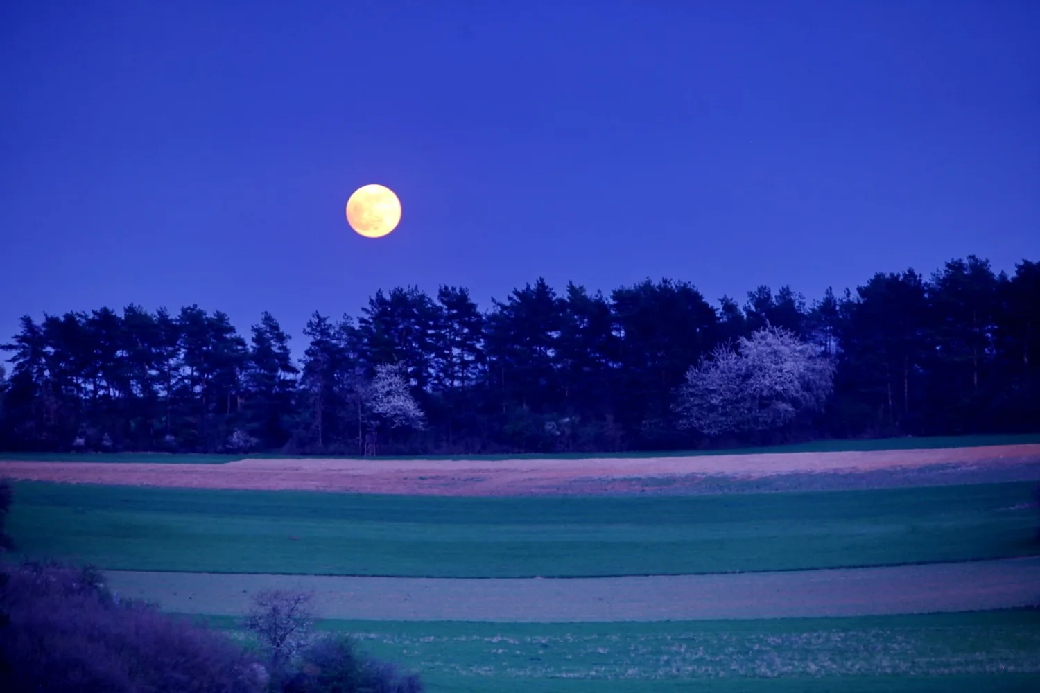 Vollmond über Waldrand und Feldern rund um Heimsheim in der blauen Stunde