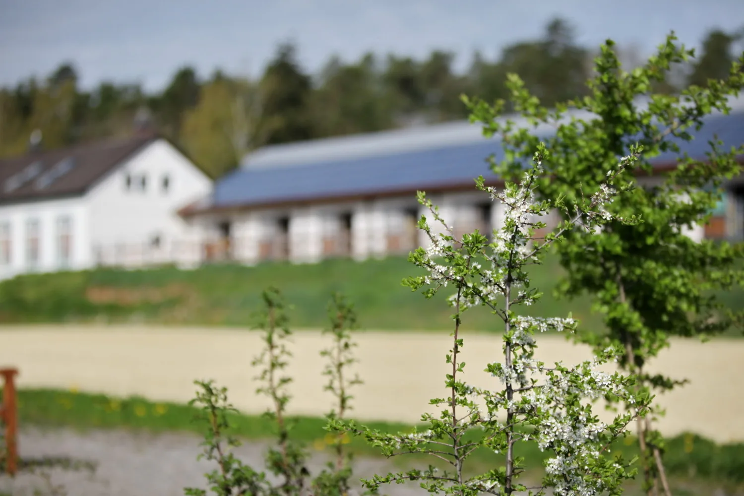 Blick über blühende Obstbäume auf das weiße Wohnhaus und die lange Stallgasse des Barockreitzentrums