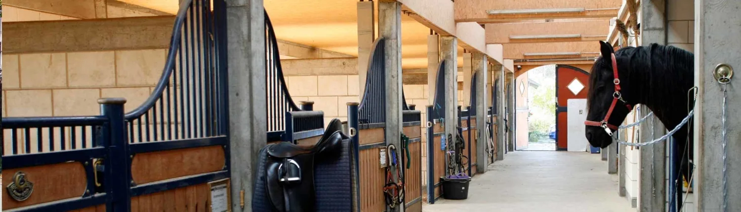 Stallgasse mit blauen Boxentüren und aufgehängten Sätteln, rechts schaut ein Rappe heraus