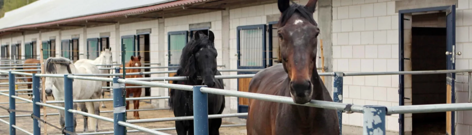 Pferde stehen auf den Paddocks direkt vor ihren Außenboxen im Barockreitzentrum Heimsheim